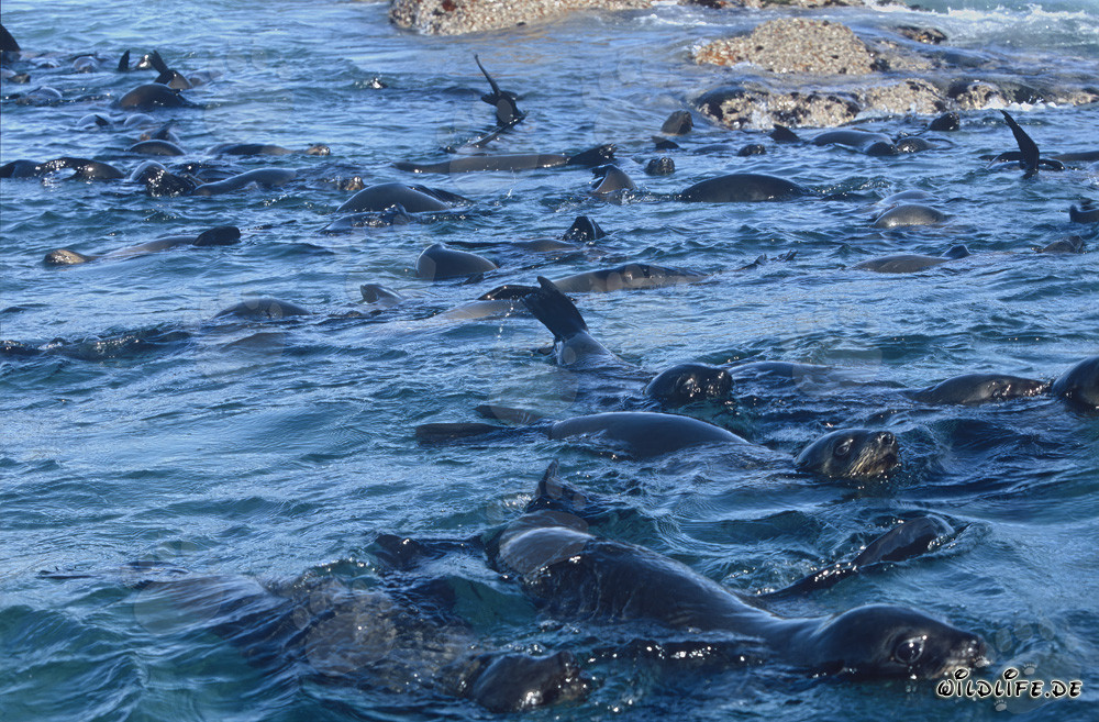 Colonie de phoques à fourrure sud-africains devant Geyser Rock