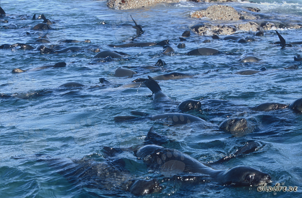 South African Fur Seal Colony in front of Geyser Rock