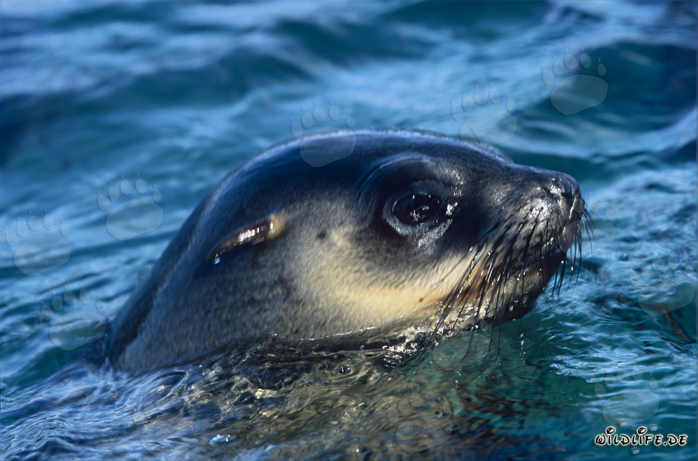 Foca dalla pelliccia sudafricana spunta la testa dall'acqua