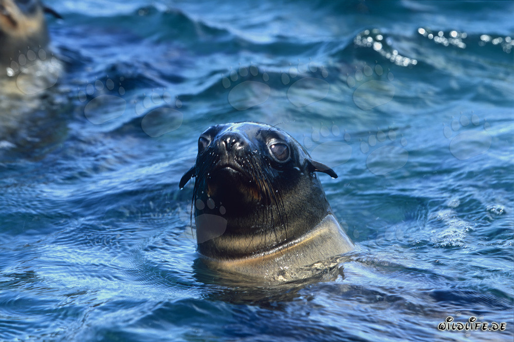 Ritratto affascinante di una foca dalla pelliccia sudafricana