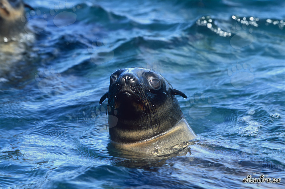 Portrait fascinant d'une otarie à fourrure sud-africaine