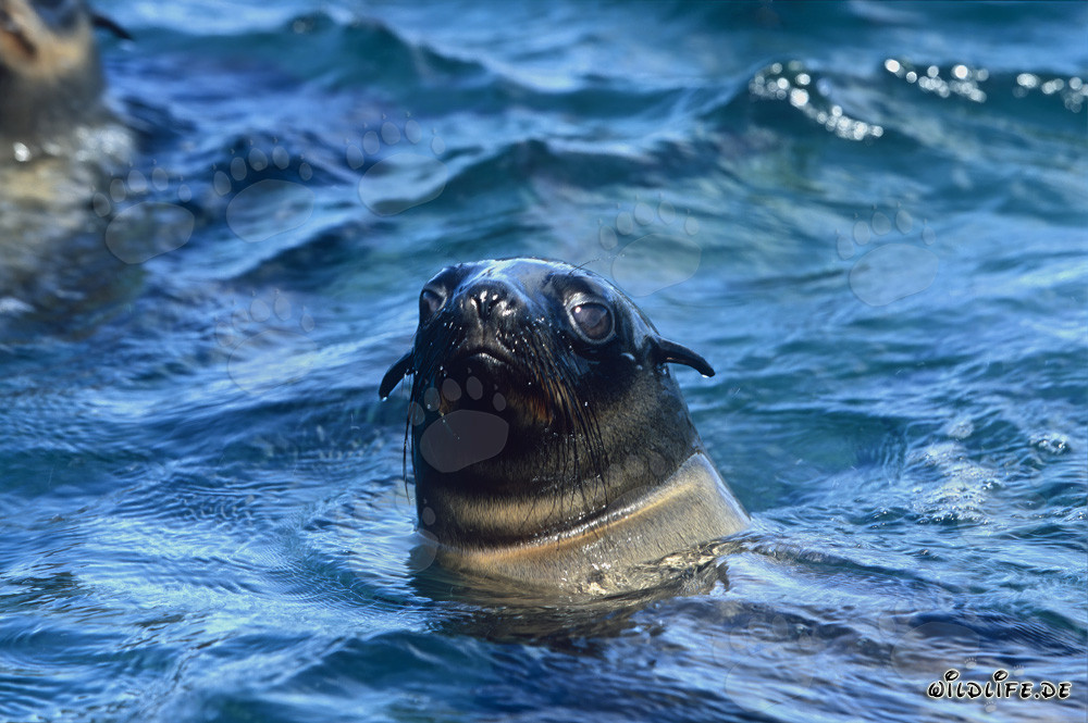 Fascinating portrait of a South African Fur Seal