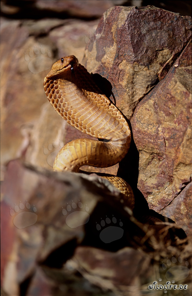 Comportamento minaccioso imponente del cobra del Capo nelle montagne di Gansbaai, Sudafrica