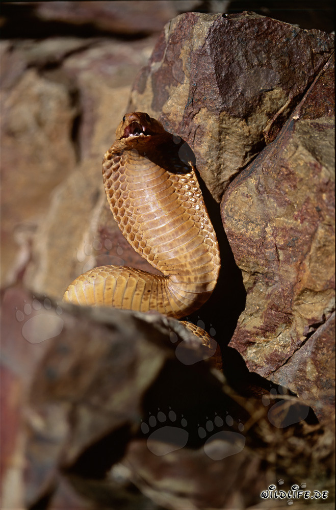 Imposantes Drohverhalten der Kapkobra in den Gansbaai Mountains, Western Cape, Suedafrika