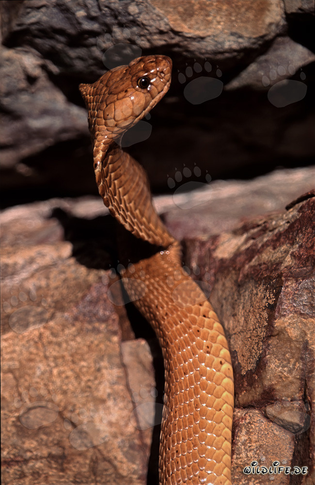 La maestosa serpente Kapkobra con il suo corpo dorato splendente