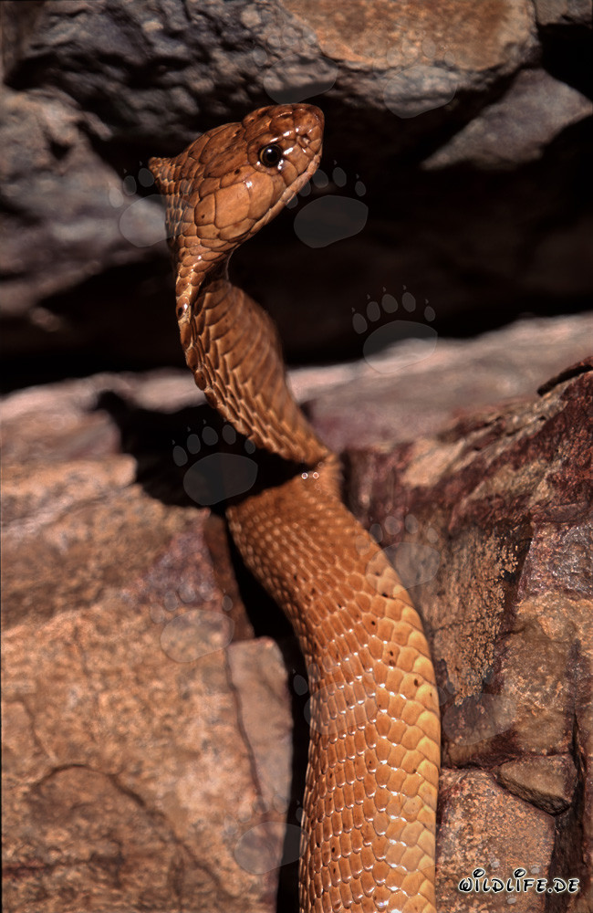 Le majestueux serpent Kapkobra avec son corps doré brillant