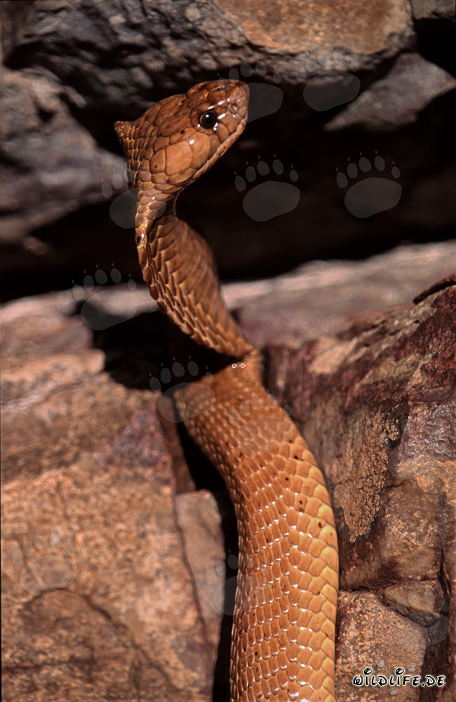 La majestuosa serpiente Kapkobra con su cuerpo dorado brillante
