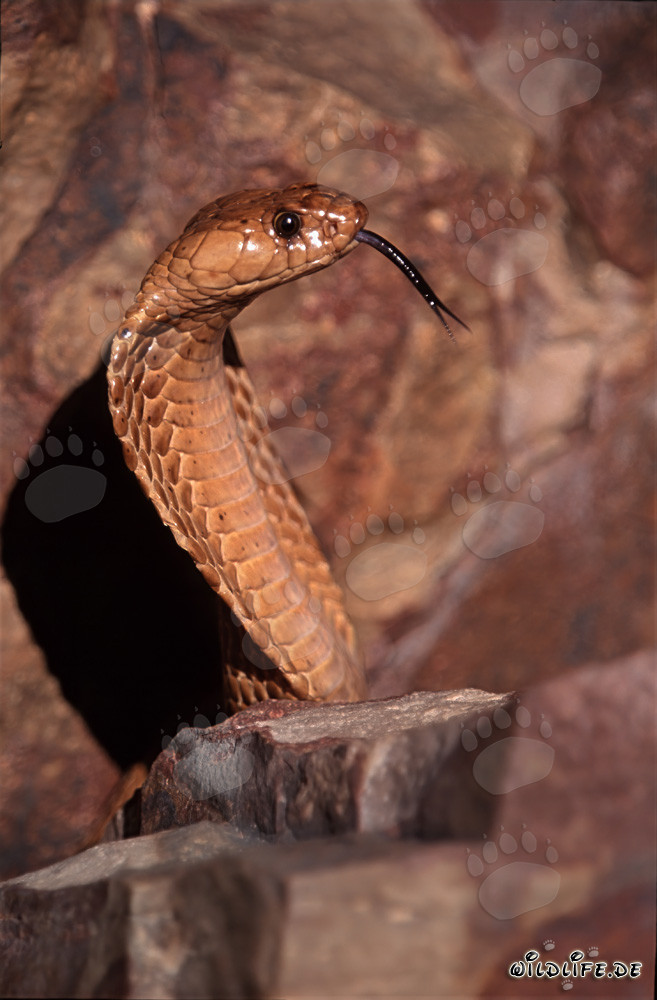 Impressive Cape Cobra in Profile - Dangerous Snake of the Overberg Fynbos