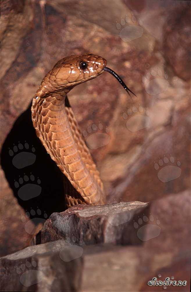 Impresionante cobra del Cabo en perfil lateral - peligrosa serpiente de Overberg Fynbos