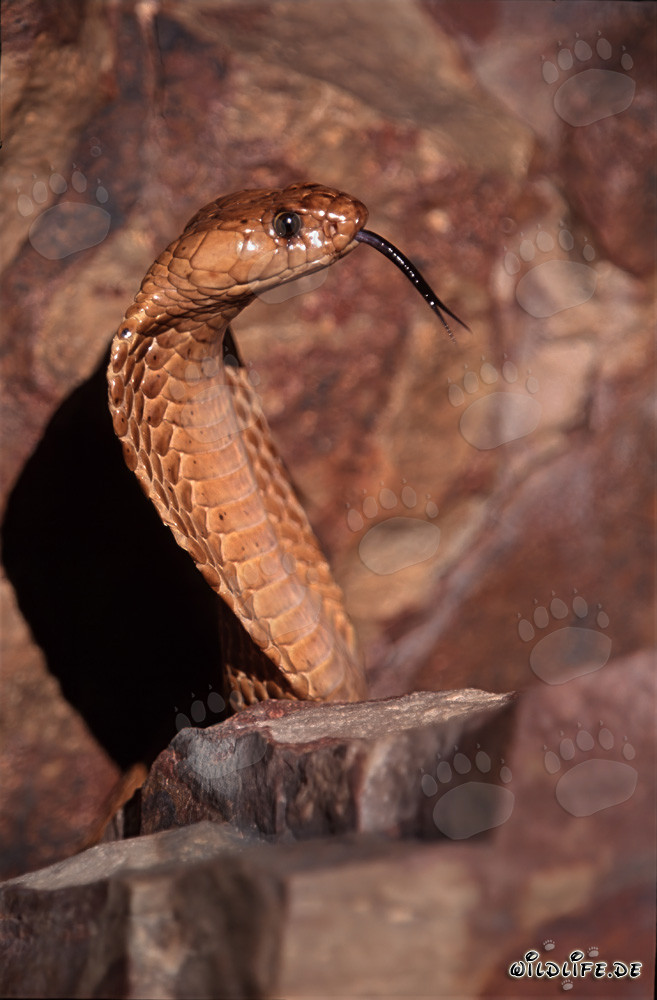 Imponente cobra del Capo in profilo laterale - pericoloso serpente dell'Overberg Fynbos