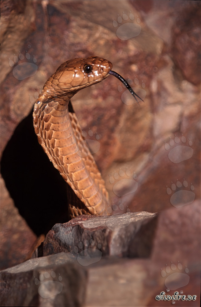Impressionnante cobra du Cap en profil latéral - dangereux serpent de l'Overberg Fynbos