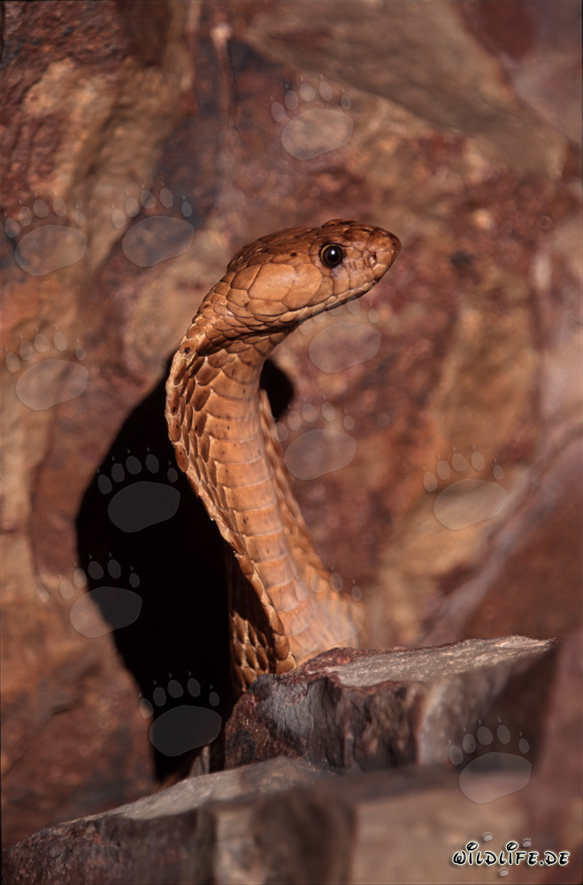 Cobra del Cabo majestuosa erguida en las montañas de Gansbaai