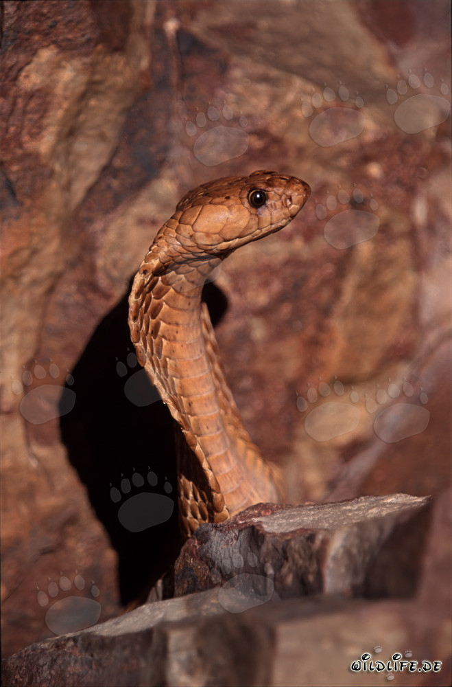 Cobra del Capo maestosa eretta sulle montagne di Gansbaai