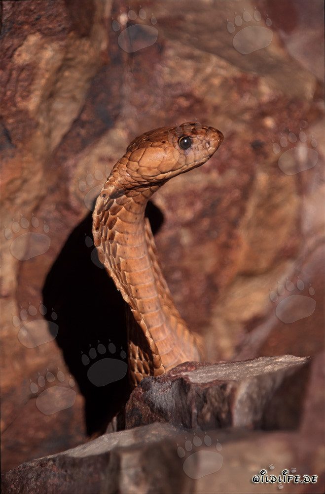Cobra du Cap majestueuse dressée dans les montagnes de Gansbaai