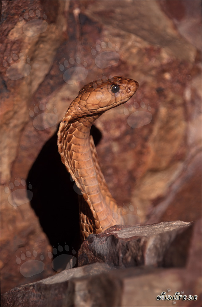 Majestic Erect Cape Cobra in the Gansbaai Mountains