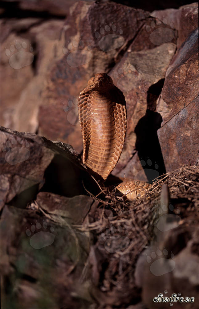 Fascinating Cape Cobra (Naja nivea)