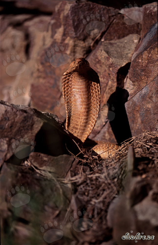 Cobra del Cabo fascinante (Naja nivea)