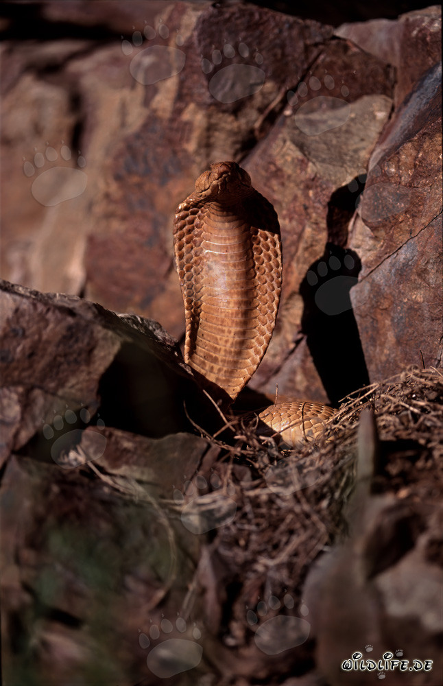 Fascinante Cobra del Capo (Naja nivea)