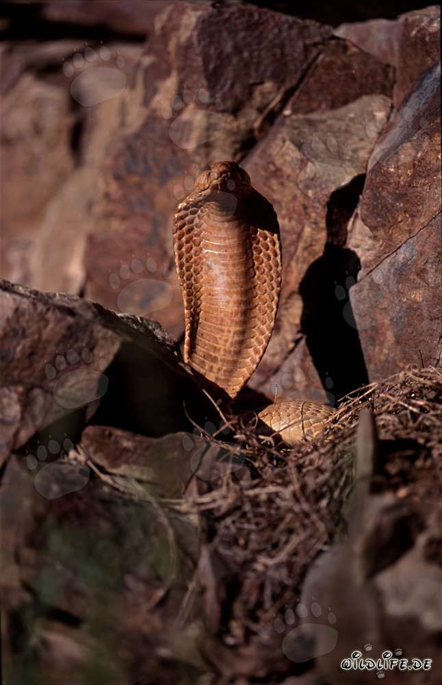 Cobra du Cap fascinante (Naja nivea)