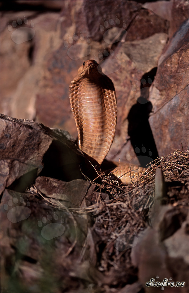 Cobra del Capo minacciosa dal colore dorato