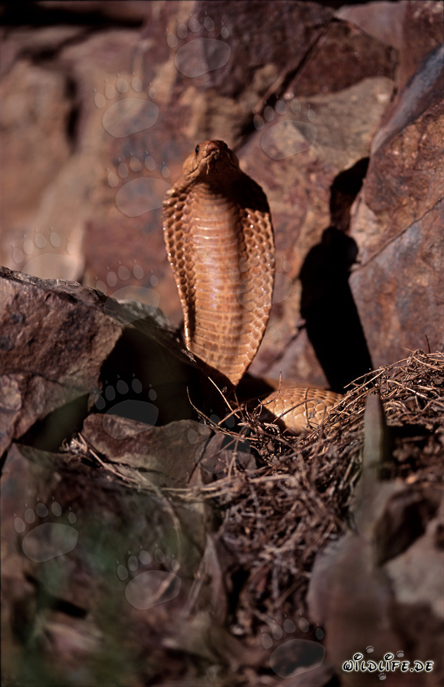 Cobra du Cap menaçante de couleur dorée