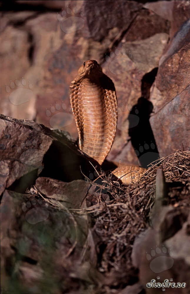 Threatening Golden Cape Cobra