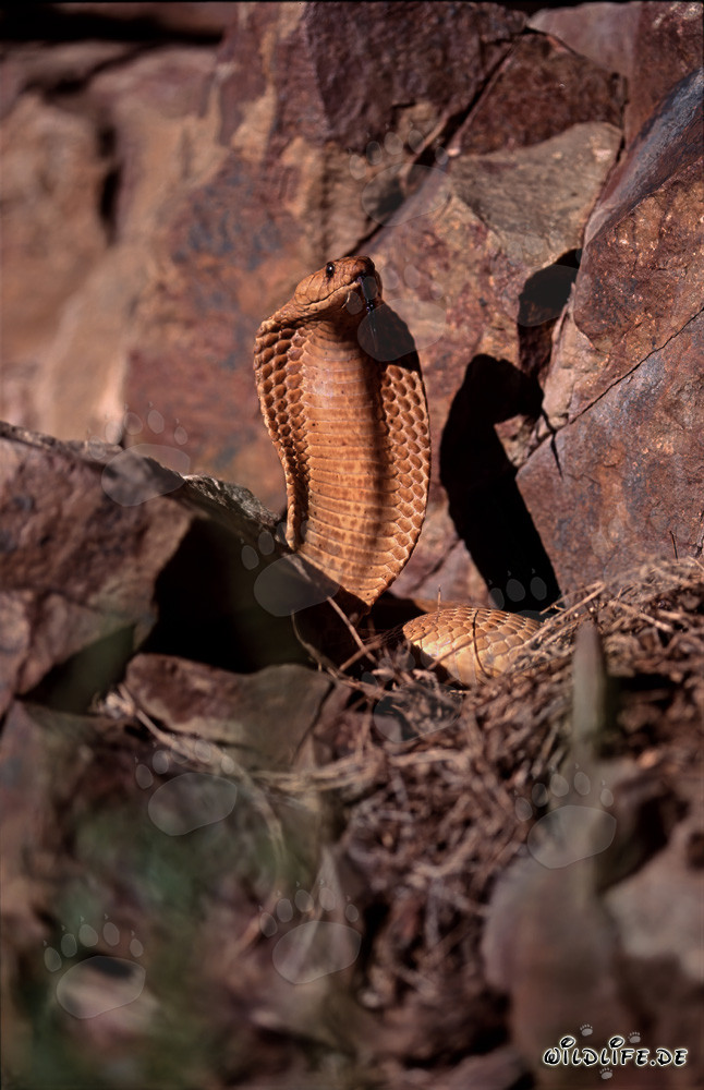 Imponente Cobra del Capo Dorato nelle montagne di Gansbaai
