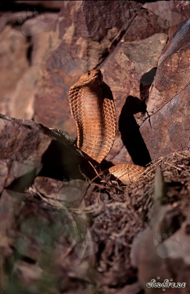 Impressive Golden Cape Cobra in the Gansbaai Mountains