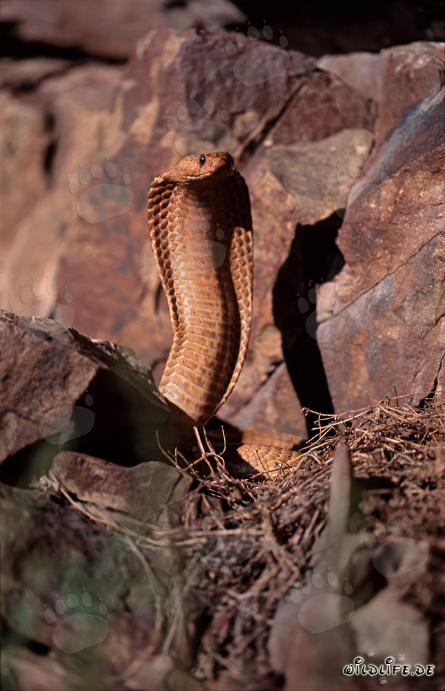 Impressionnante Cape Cobra déployant son bouclier devant des rochers colorés