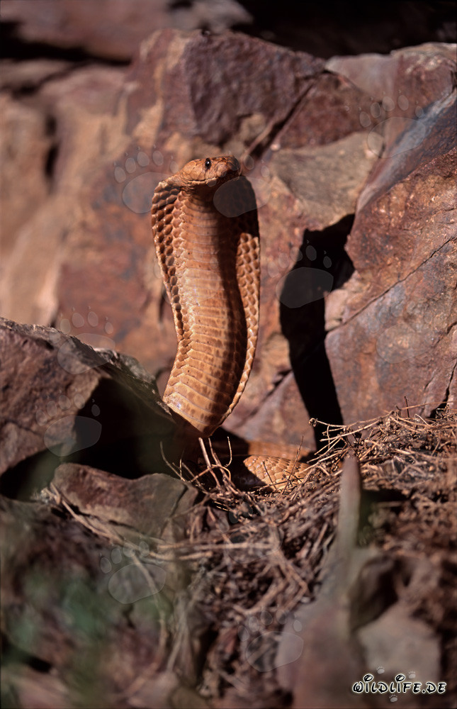 Impresionante Cobra del Cabo desplegando su escudo frente a coloridas rocas
