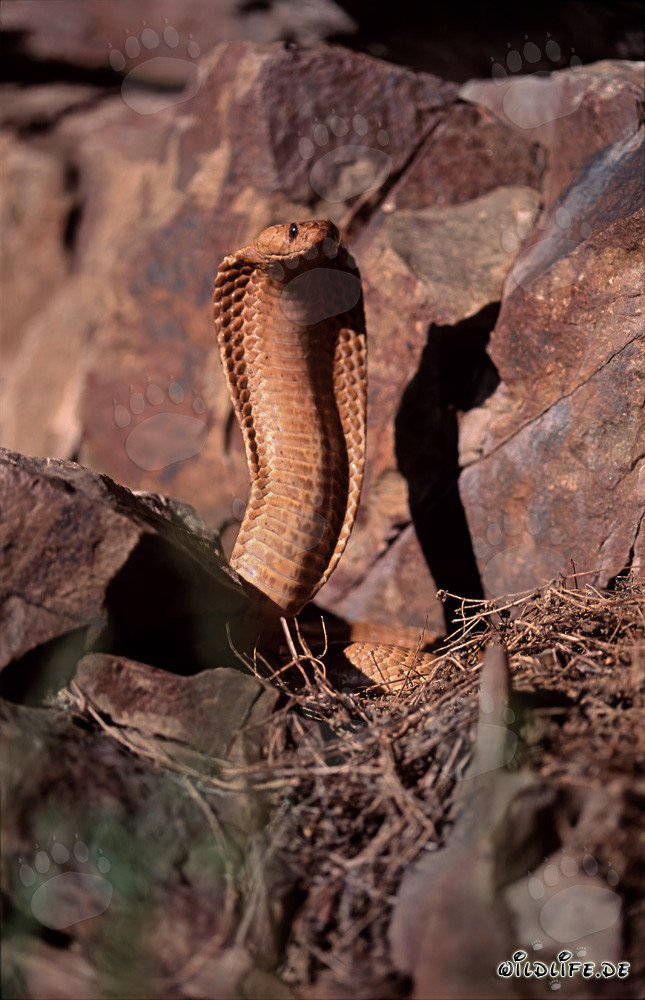 Imponente Cobra del Capo che dispiega il suo scudo di fronte a rocce colorate