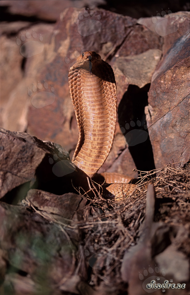 Cobra du Cap Dorée impressionnante dans les montagnes de Gansbaai