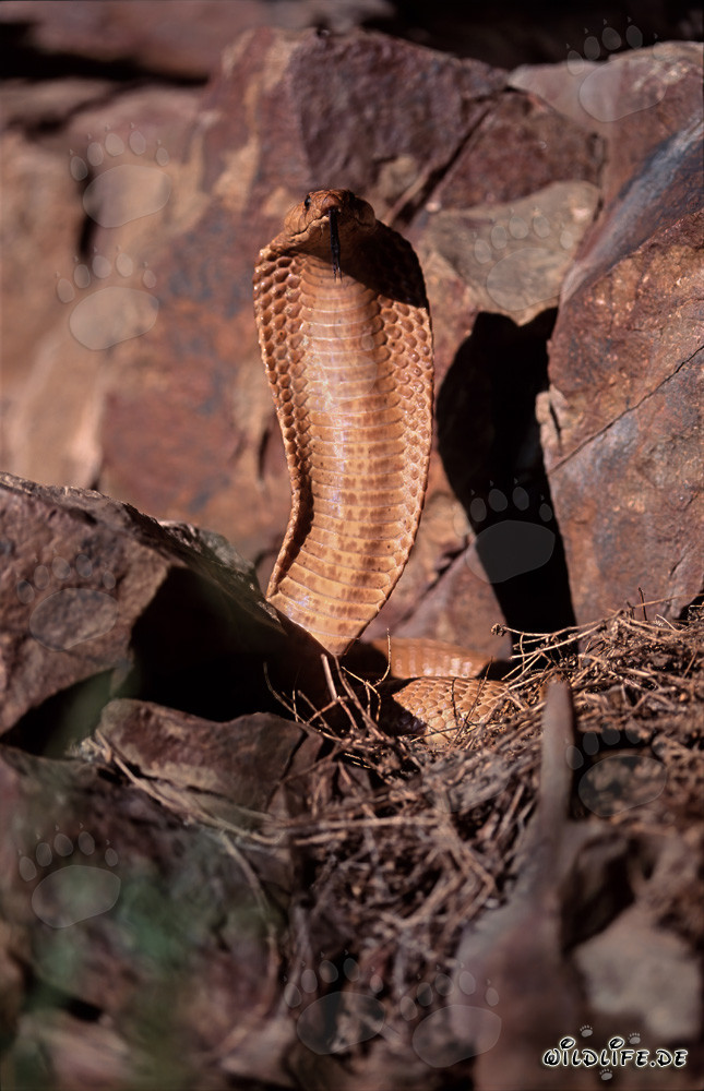 Imponente Cobra del Capo Dorata nelle montagne di Gansbaai