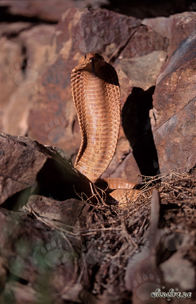 Majestic Cape Cobra in the Gansbaai Mountains