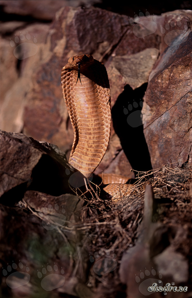 Cape Cobra dorée dressée montre sa langue