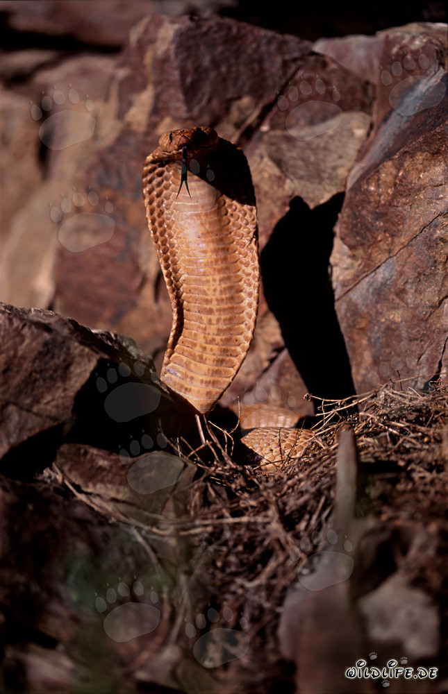 La Cobra del Cabo dorada erguida muestra su lengua