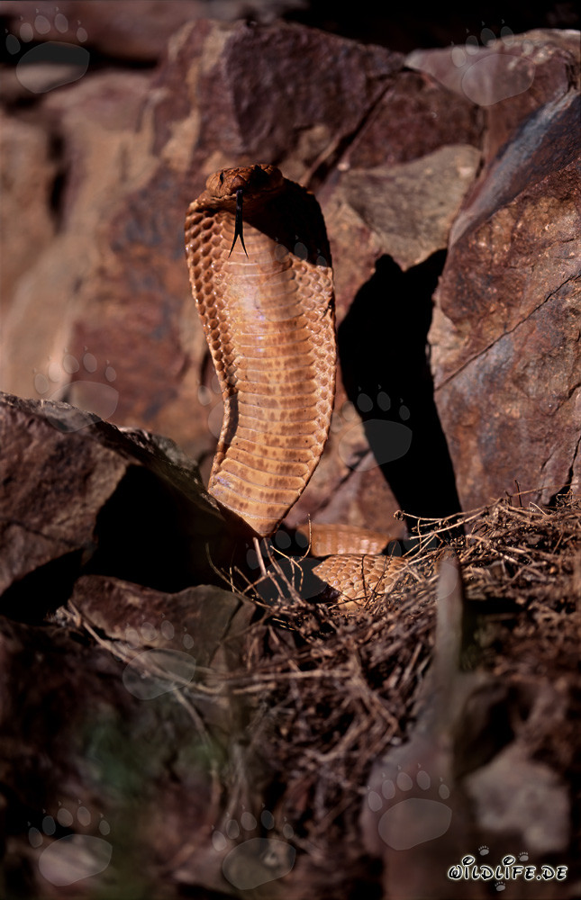 La Cobra del Capo dorata eretta mostra la sua lingua