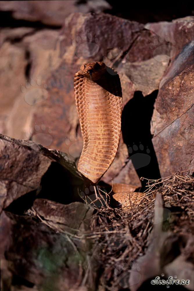 Maestosa Cobra del Capo Dorata alla luce del sole