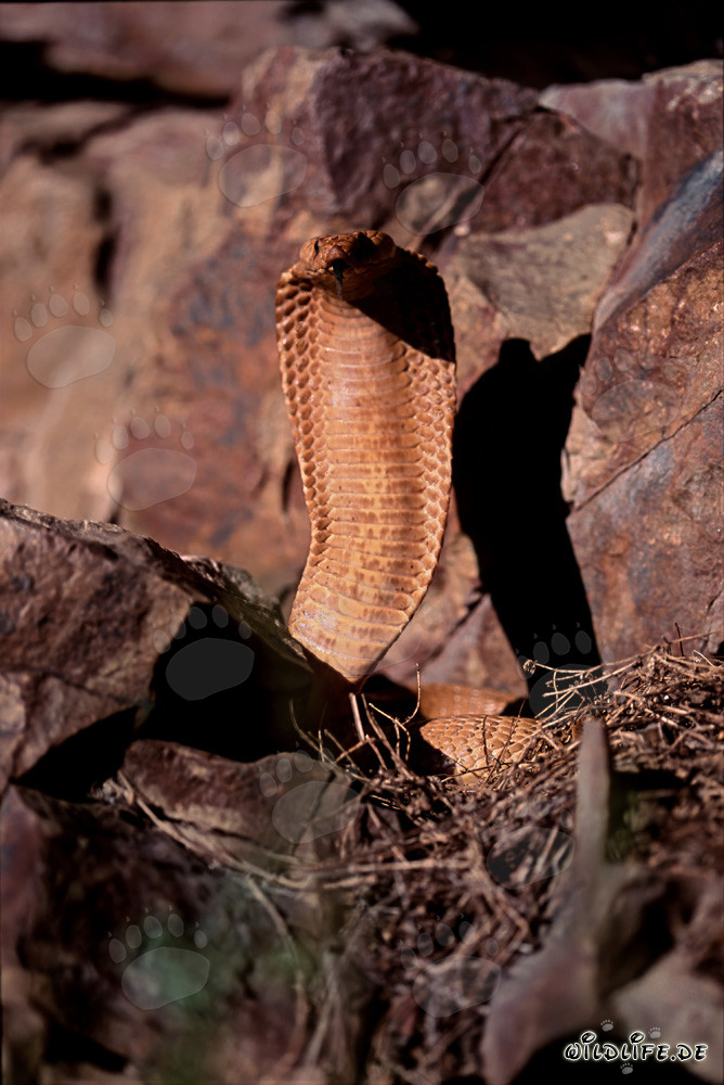 Cobra du Cap dorée majestueuse sous la lumière du soleil