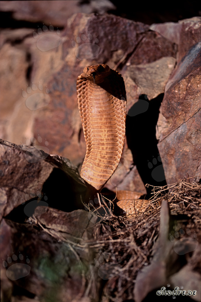 Majestic Golden Cape Cobra in the Sunlight