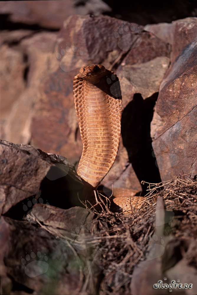 Cobras del Cabo (Naja nivea) erguidas y altamente concentradas en las montañas de Gansbaai, Sudáfrica