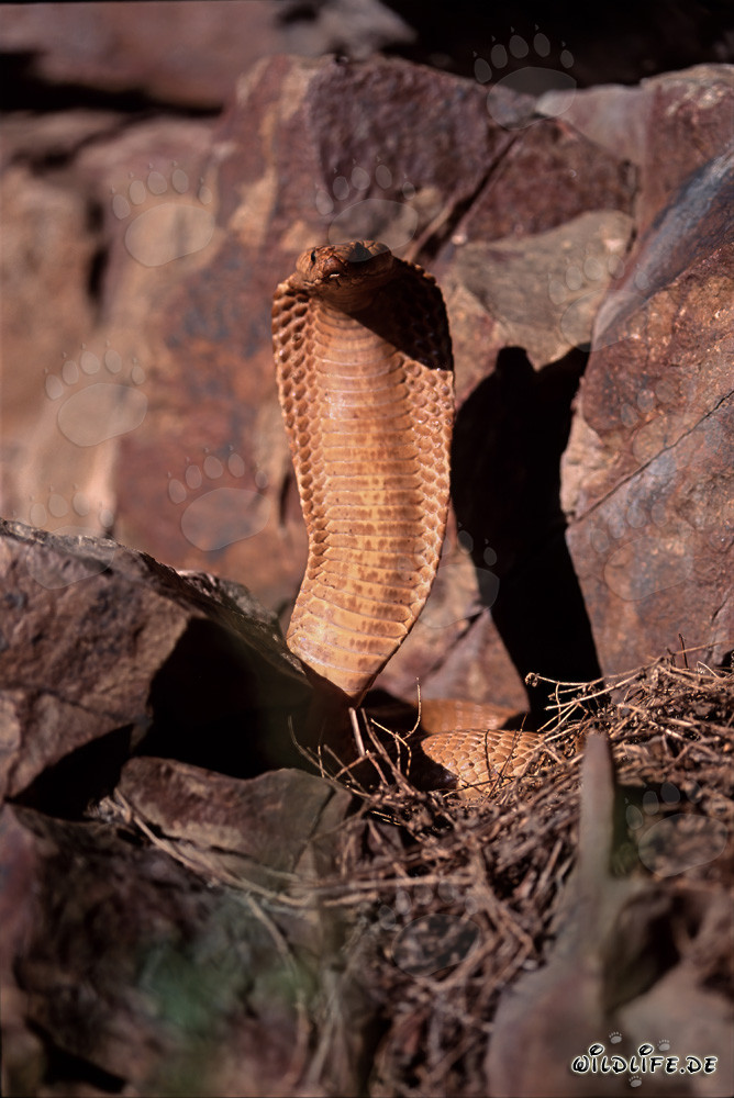 Cobra del Capo (Naja nivea) eretta e altamente concentrata nelle montagne di Gansbaai, Sudafrica