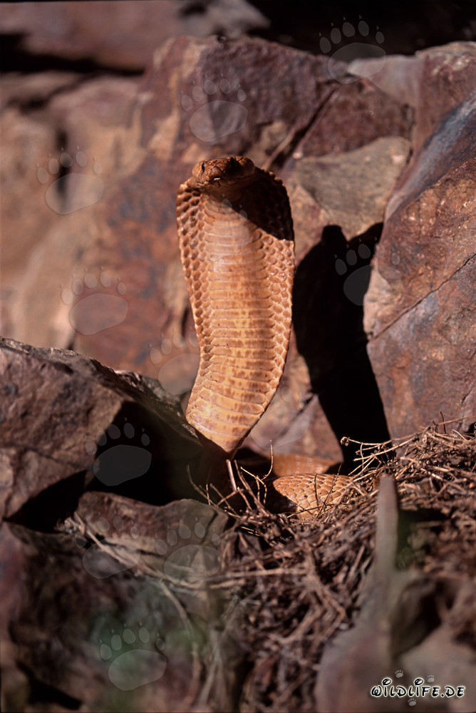 Hochkonzentrierte aufgerichtete Goldene Kapkobra (Naja nivea) in den Gansbaai Mountains, Südafrika
