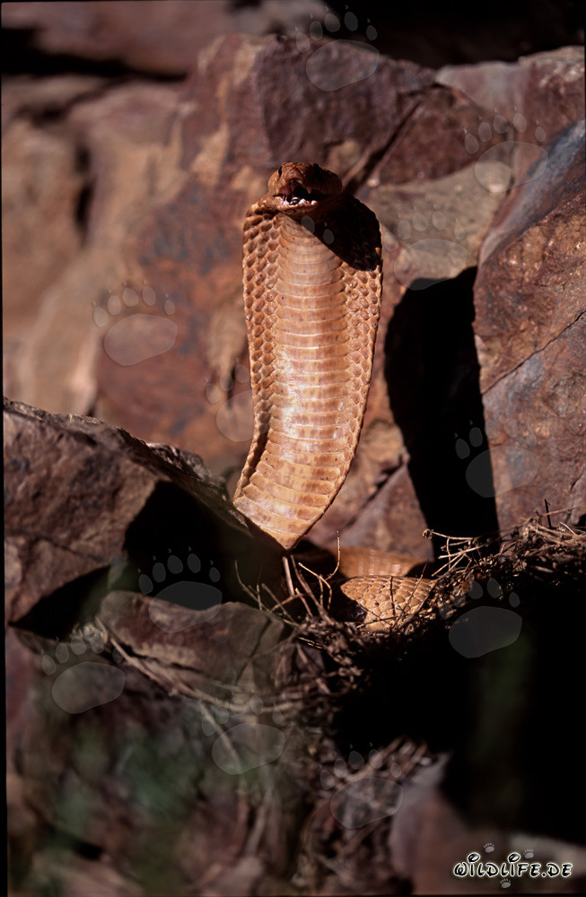 Cobra del Cabo majestuosa con la boca abierta en las montañas de Gansbaai