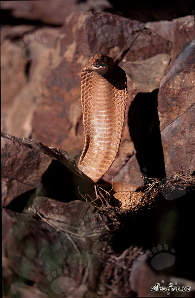 Cobra del Capo maestosa con la bocca aperta sulle montagne di Gansbaai