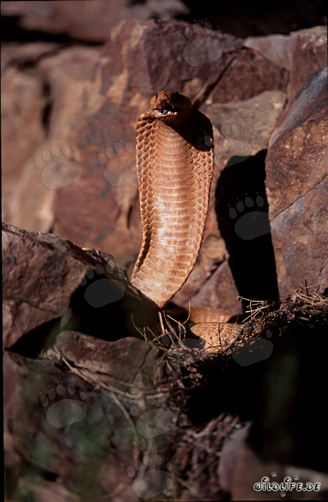 Cobra du Cap majestueuse avec la gueule ouverte dans les montagnes de Gansbaai
