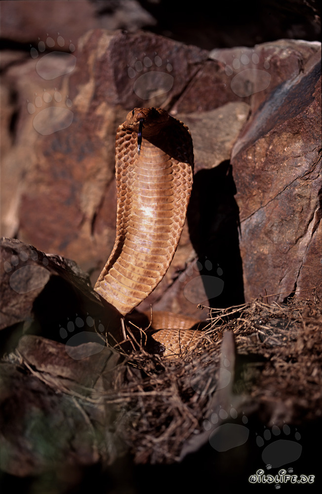 Impressionnante Cape Cobra dans la nature sauvage du Cap occidental