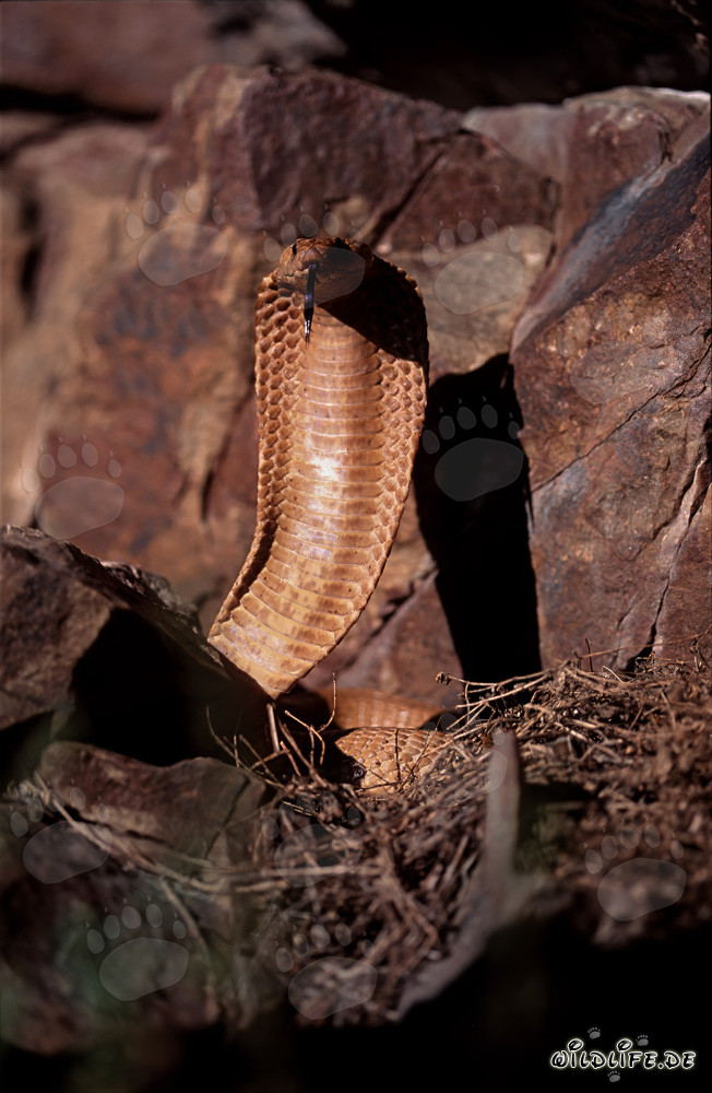 Impressive Cape Cobra in the Wilderness of the Western Cape