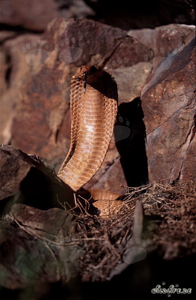 Impresionante Cobra del Cabo en la naturaleza salvaje del Cabo Occidental