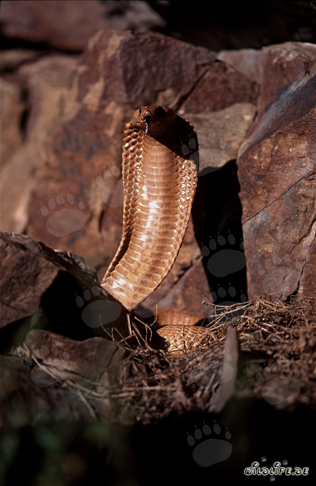 Cobra del Cabo irritada y erguida en las montañas de Gansbaai, Sudáfrica